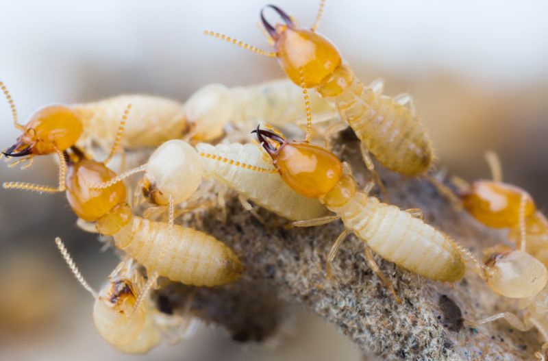Common Signs Of Termite Activity In Commercial Properties