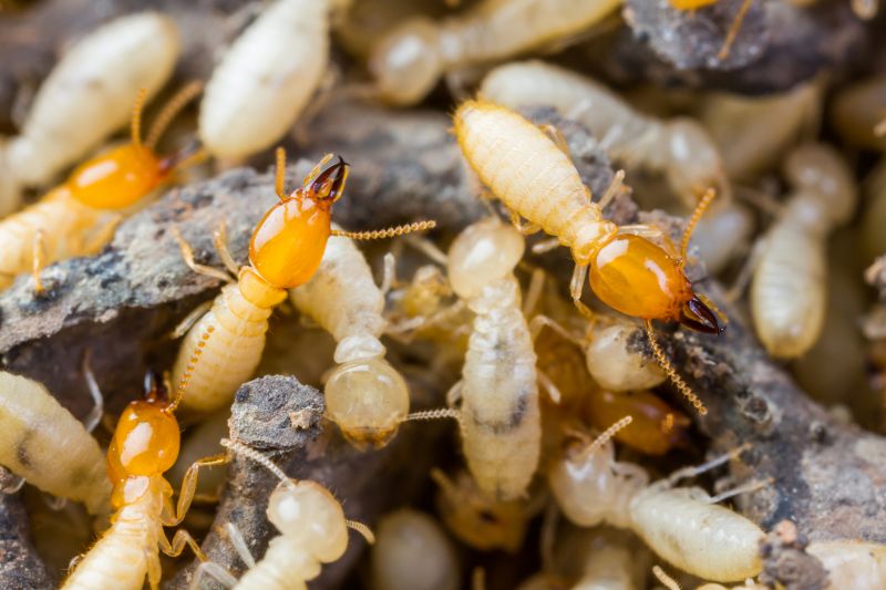 How Termites Threaten Commercial Buildings And Structures