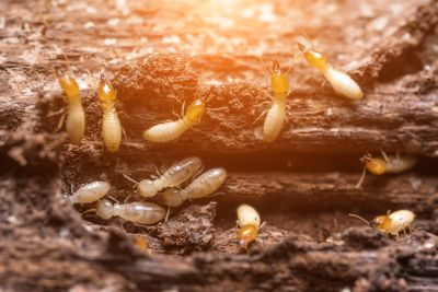 Preventing Termite Infestations In Offices, Warehouses, And Retail Spaces