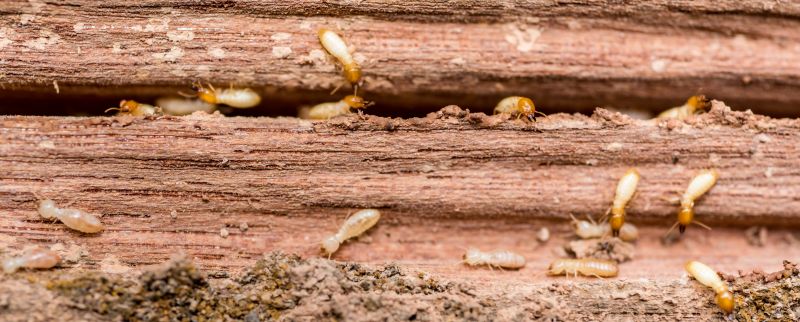 Preventing Termite Infestations In Offices, Warehouses, And Retail Spaces