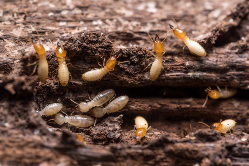 Preventing Termite Infestations In Offices, Warehouses, And Retail Spaces