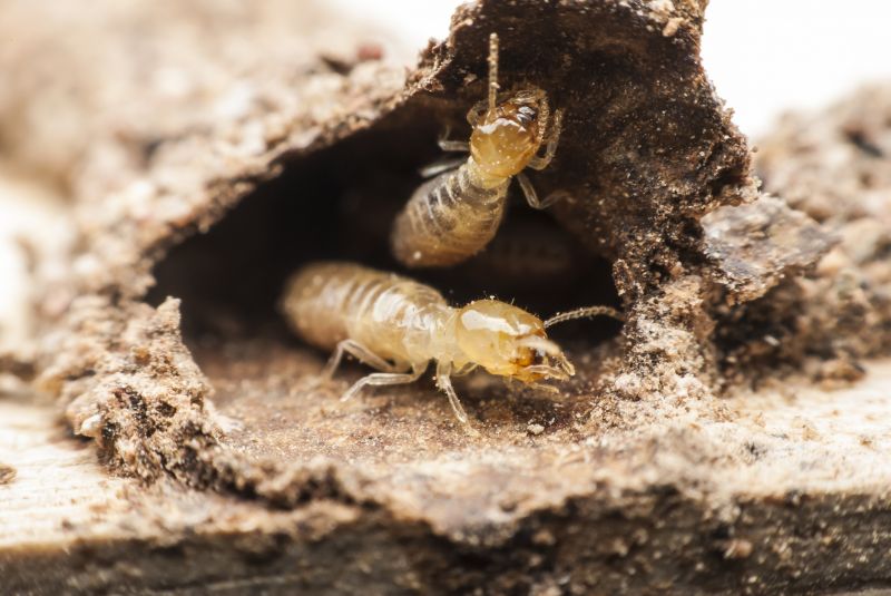 The Hidden Costs Of Termite Damage In Commercial Buildings