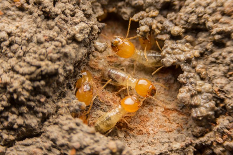 Termite Control Companies