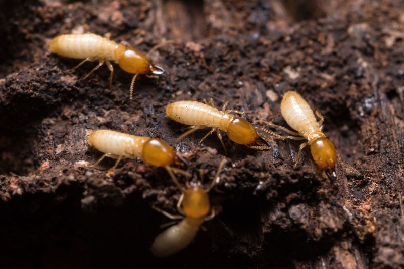 Why Commercial Termite Control Requires Specialized Treatment Plans