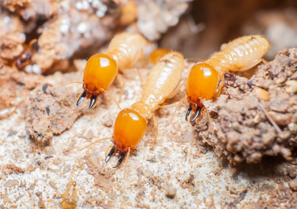 Termite Service